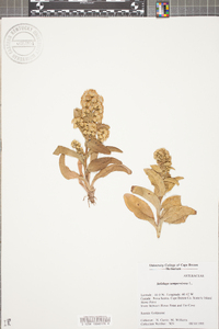 Solidago sempervirens image