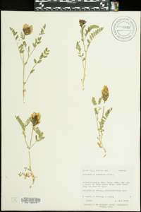 Astragalus agrestis image