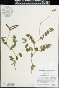 Tephrosia spicata image