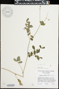 Tephrosia spicata image