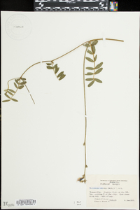 Tephrosia spicata image