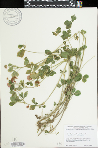 Trifolium hybridum image