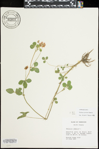 Trifolium hybridum image