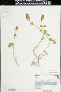 Trifolium incarnatum image