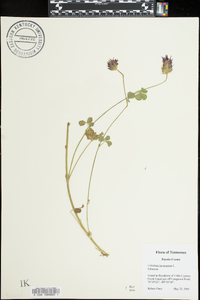 Trifolium incarnatum image