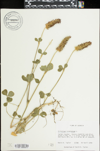 Trifolium incarnatum image