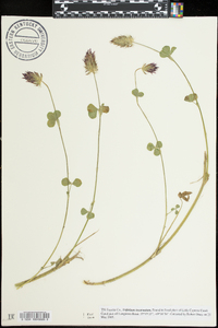 Trifolium incarnatum image