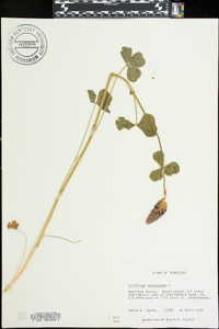 Trifolium incarnatum image