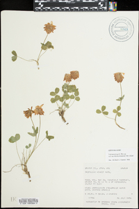 Trifolium kingii image