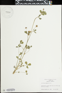 Trifolium resupinatum image