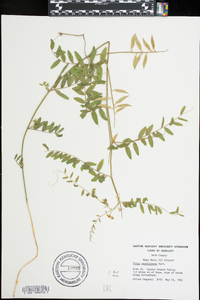 Vicia caroliniana image