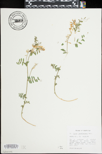 Vicia caroliniana image