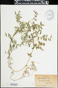 Vicia caroliniana image