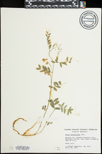 Vicia caroliniana image