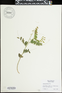 Vicia caroliniana image