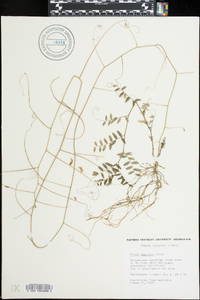 Vicia nigricans subsp. gigantea image