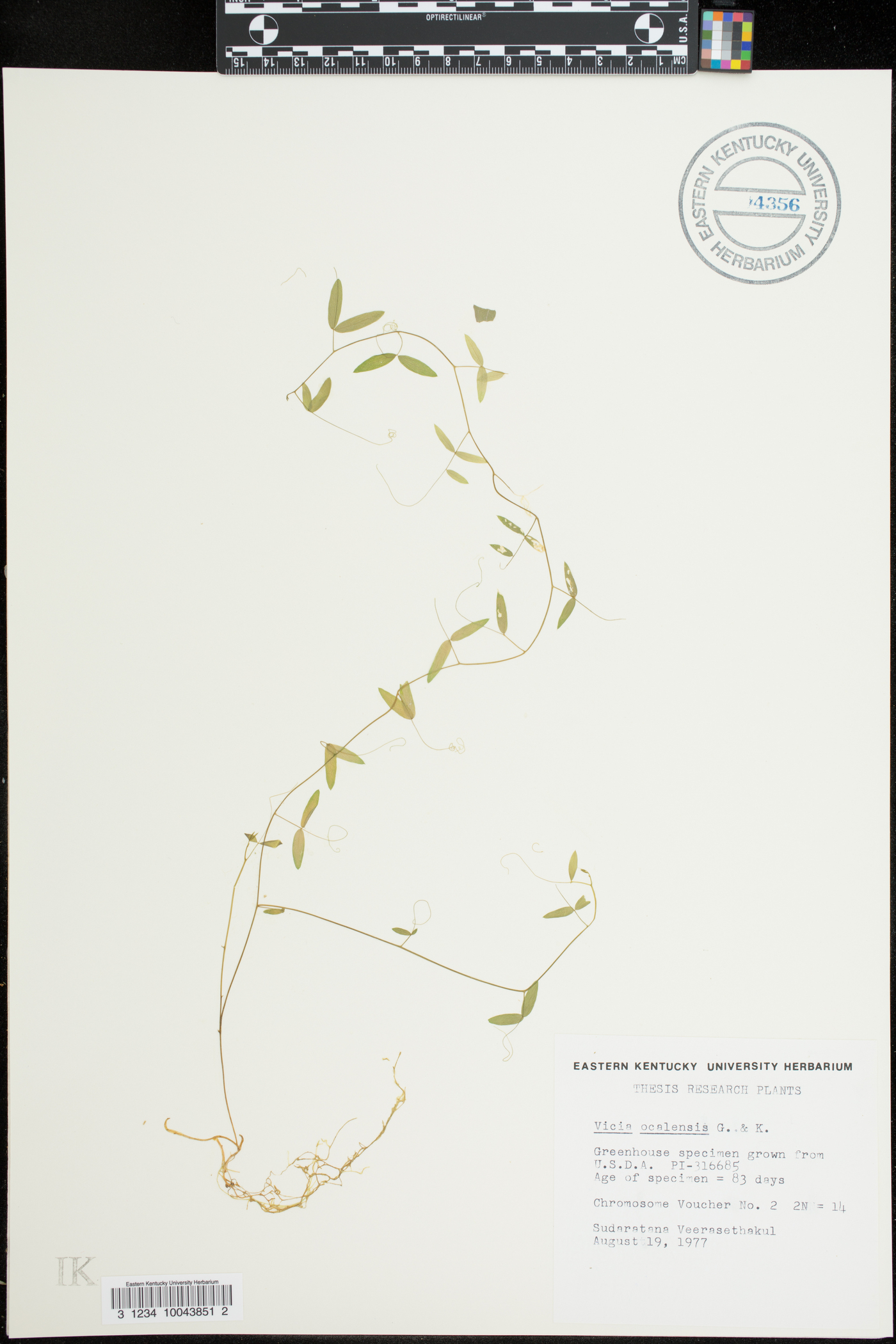 Vicia ocalensis image
