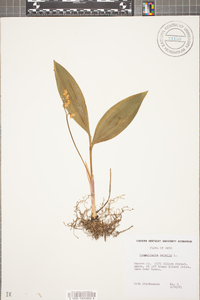 Convallaria majalis image