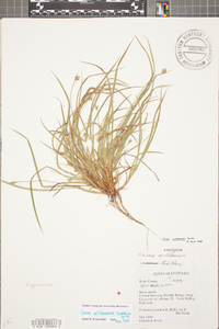 Carex umbellata image