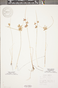 Cyperus flavescens image