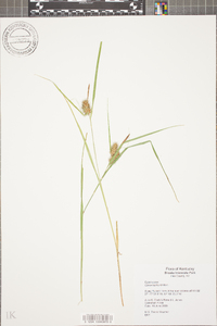 Carex baileyi image