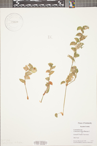 Commelina diffusa image