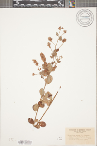 Lespedeza hirta image