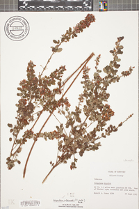 Lespedeza intermedia image