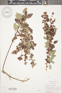 Lespedeza intermedia image