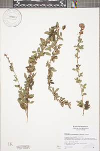 Lespedeza intermedia image