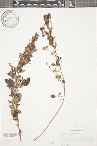 Lespedeza intermedia image