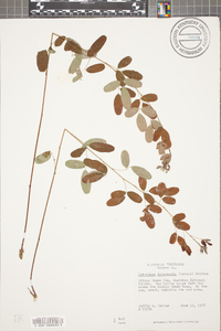 Lespedeza intermedia image