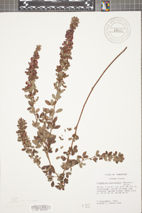 Lespedeza intermedia image