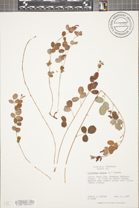 Lespedeza repens image