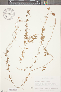 Lespedeza repens image