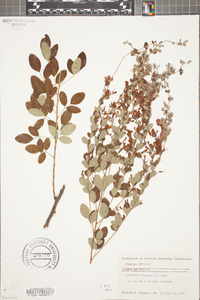 Lespedeza violacea image