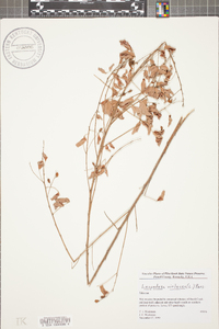 Lespedeza violacea image