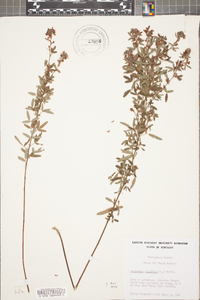 Lespedeza virginica image