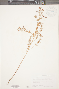 Lotus unifoliolatus var. unifoliolatus image