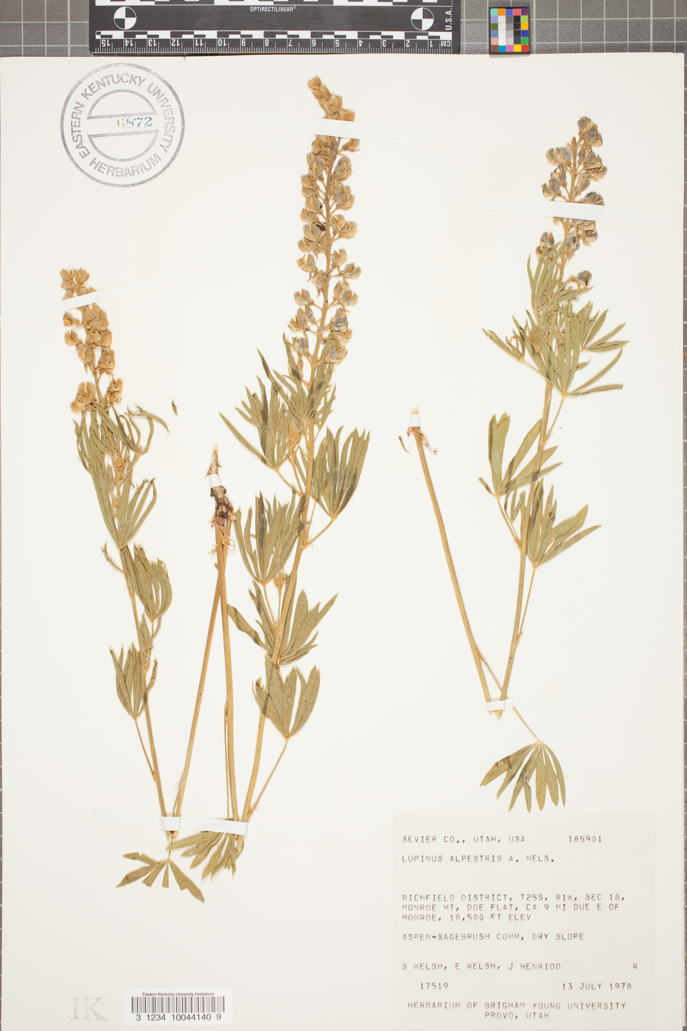 Lupinus alpestris image
