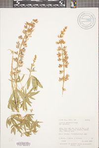 Lupinus sericeus image