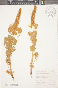 Lupinus leucophyllus image