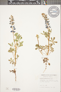 Lupinus subcarnosus image