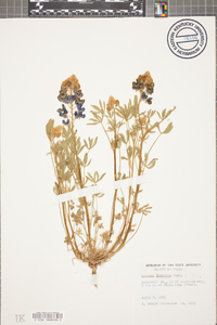 Lupinus texensis image