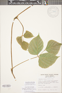 Pueraria montana var. lobata image