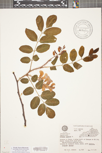 Robinia hispida image