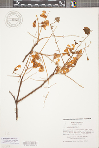 Robinia hispida image