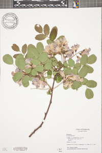 Robinia hispida image