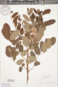 Robinia hispida image