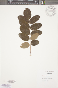 Robinia hispida image